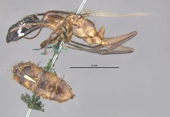 Media type: image;   Entomology 649870 Aspect: habitus lateral view